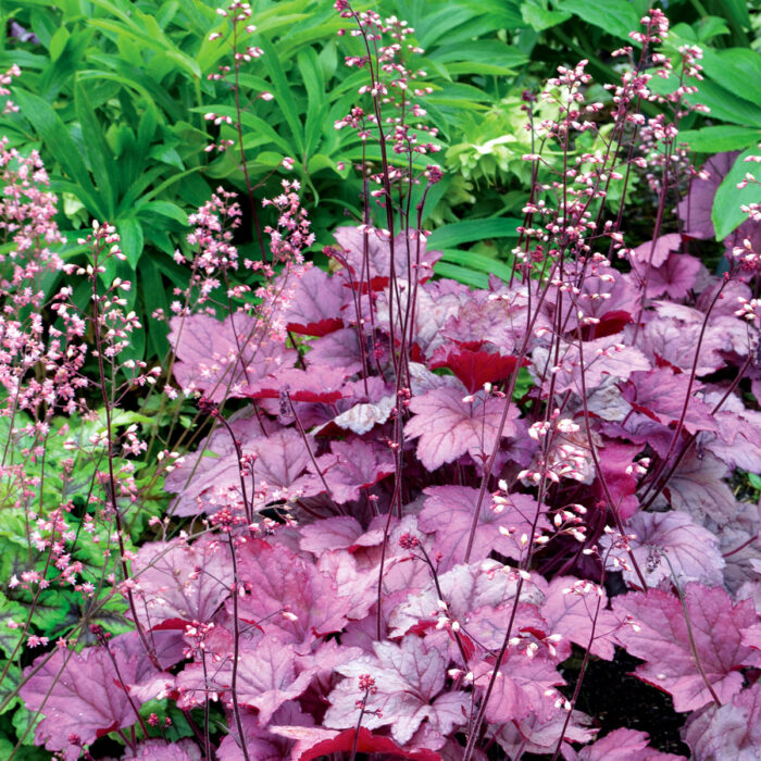 HEUCHERA Georgia Plum - Image 3