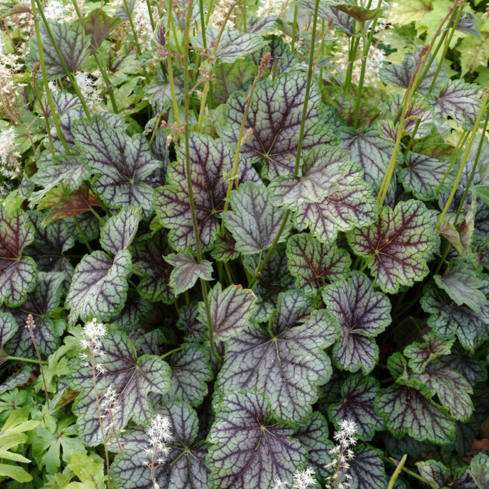 HEUCHERA Green Spice - Image 2