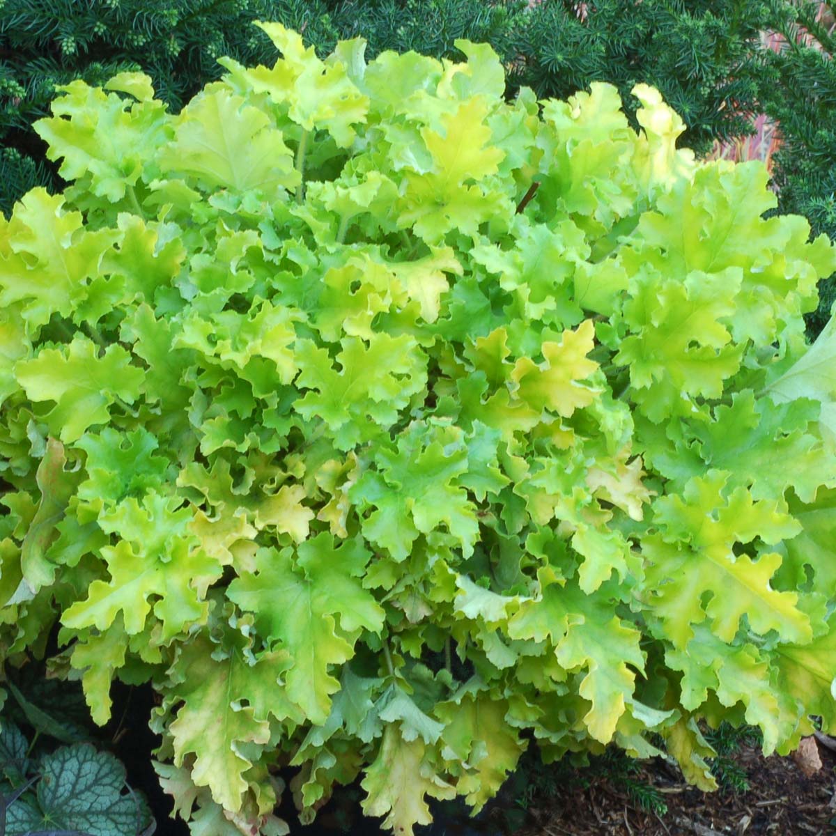 HEUCHERALIMEMARMALADEPL.jpg
