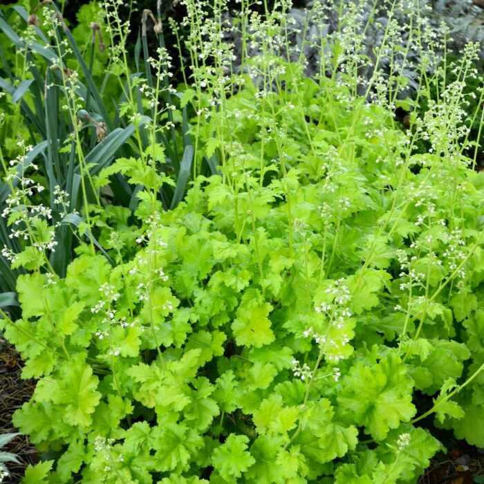 HEUCHERA Lime Rickey - Image 4