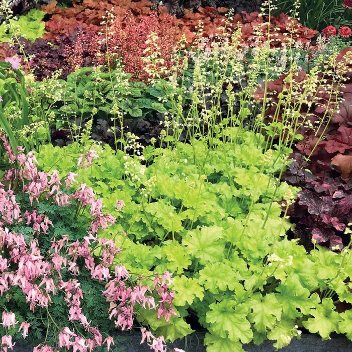 HEUCHERA Lime Rickey - Image 2