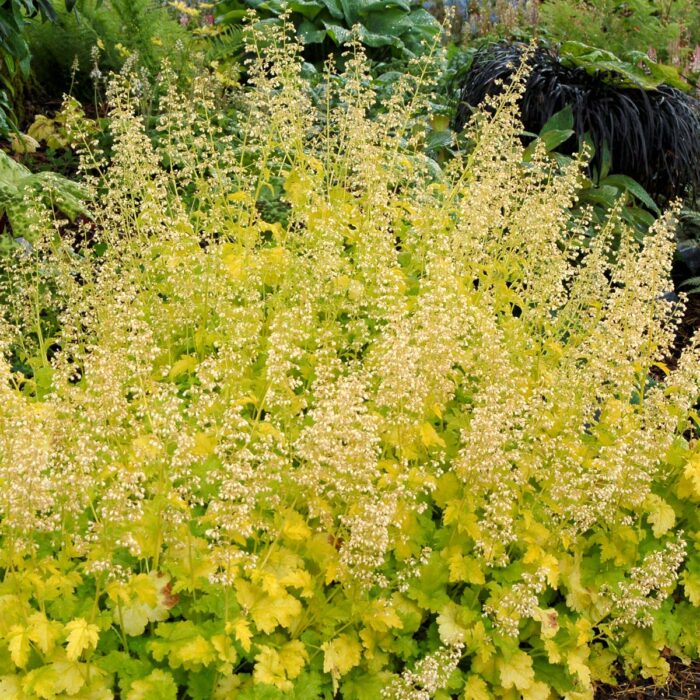 HEUCHERA Lime Rickey - Image 3