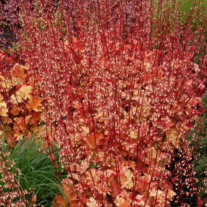 HEUCHERA Marmalade - Image 2
