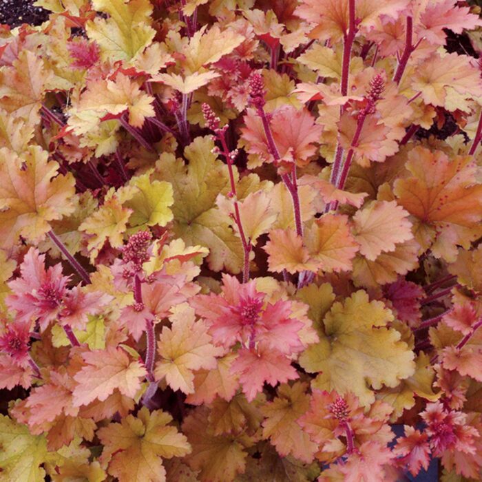 HEUCHERA Marmalade - Image 3
