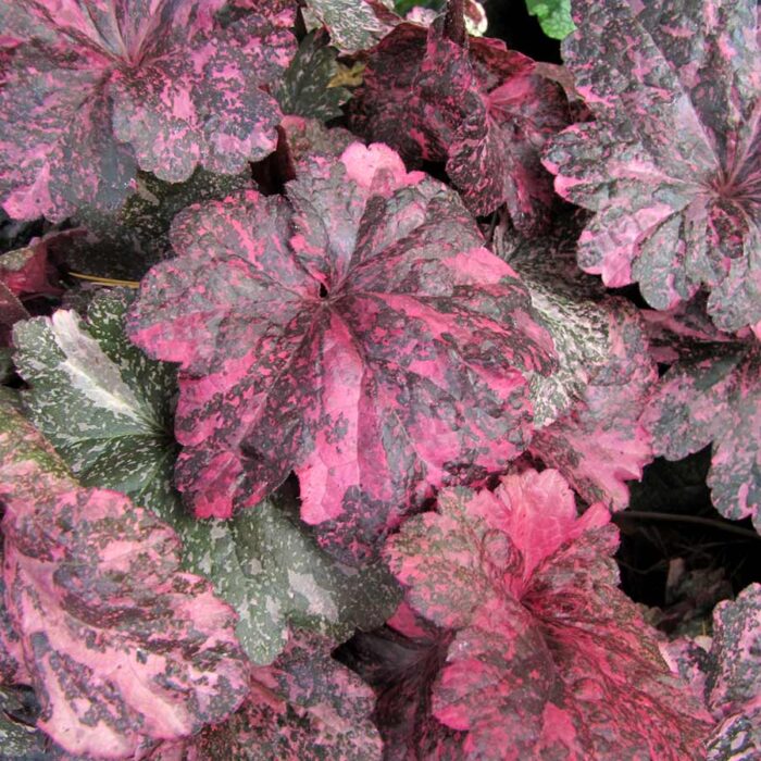 HEUCHERA Midnight Rose Select - Image 2