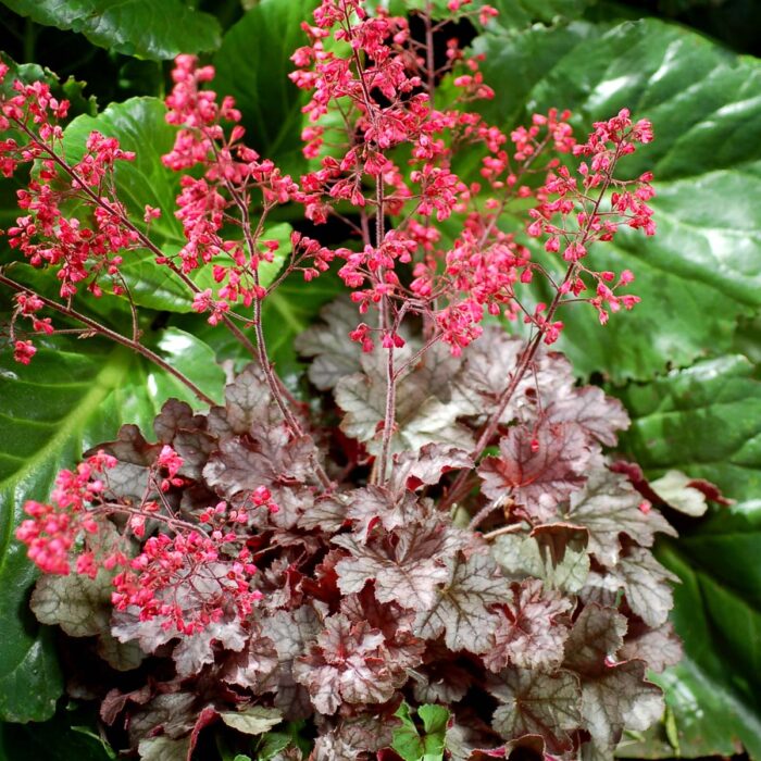 HEUCHERA Milan - Image 3