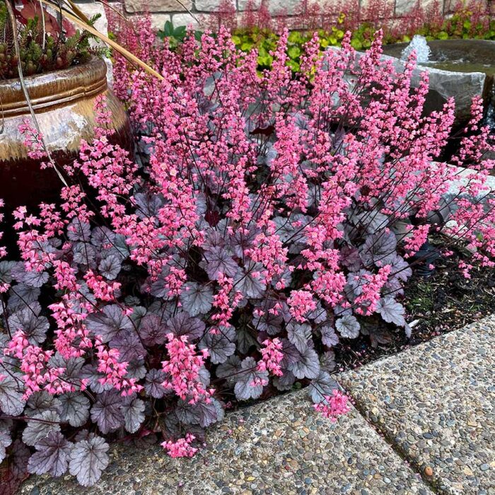 HEUCHERA Milan - Image 2