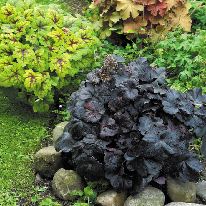HEUCHERA Obsidian - Image 2