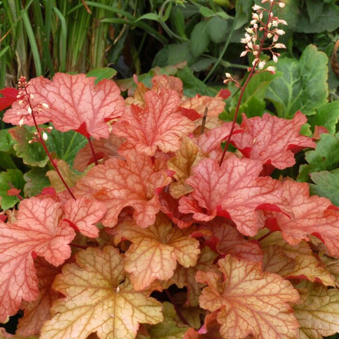 HEUCHERA Paprika - Image 2