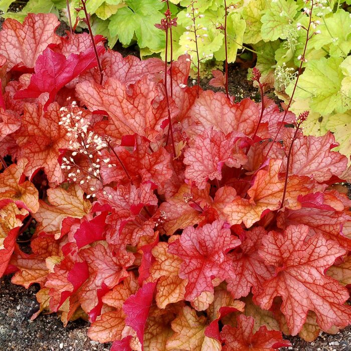 HEUCHERA Paprika - Image 3