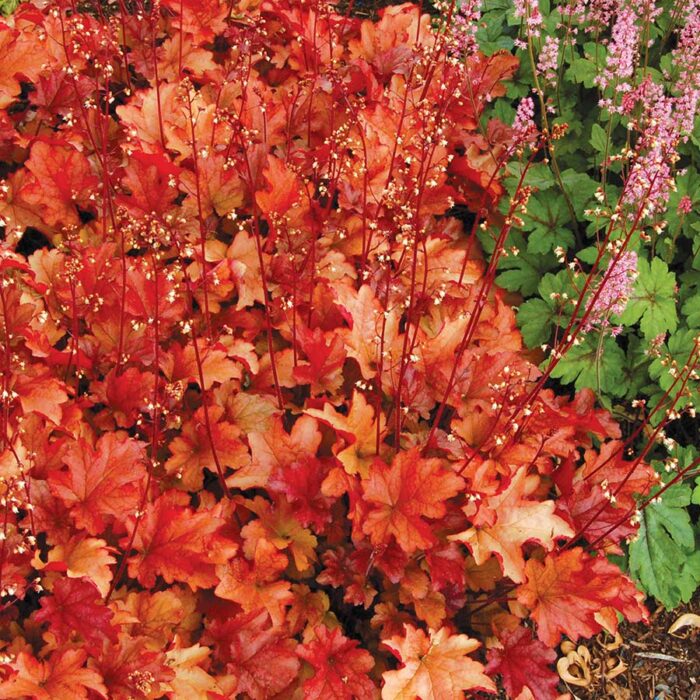HEUCHERA Peach Flambe - Image 2