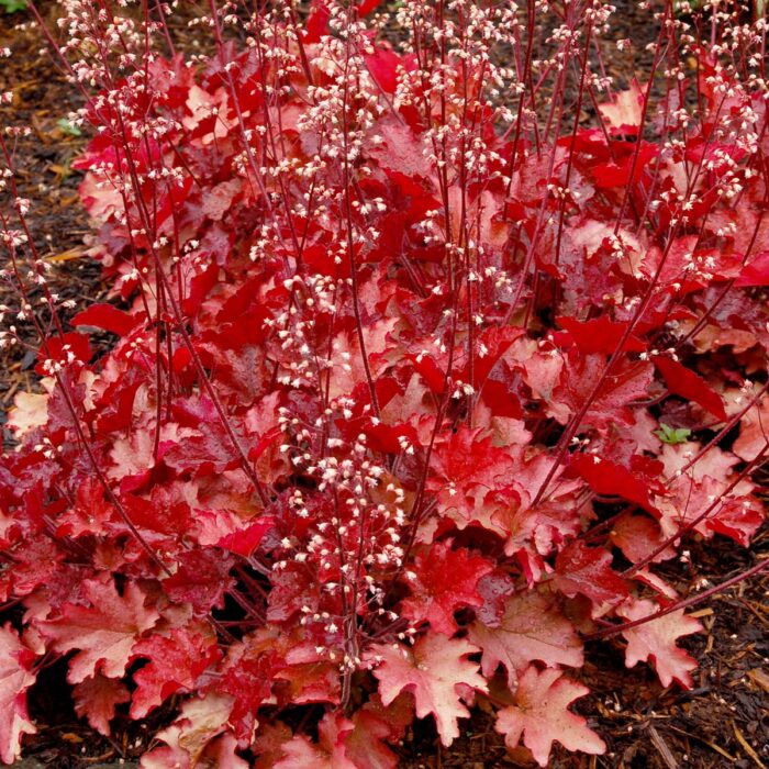 HEUCHERA Peach Flambe - Image 3