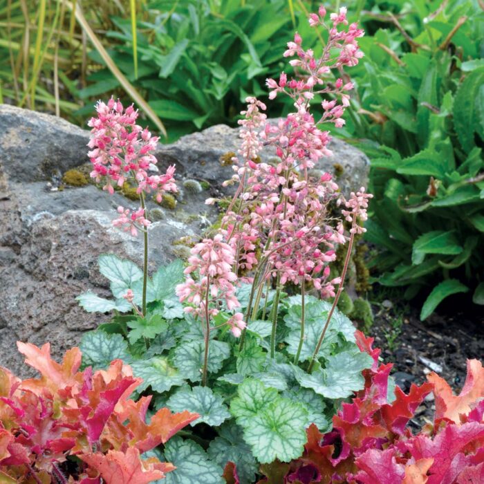 HEUCHERA Peppermint - Image 3