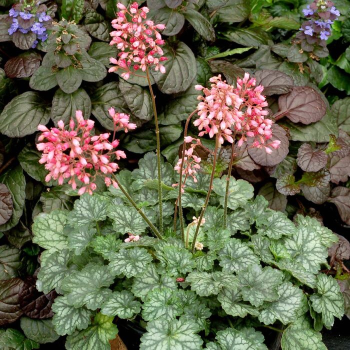 HEUCHERA Peppermint - Image 2