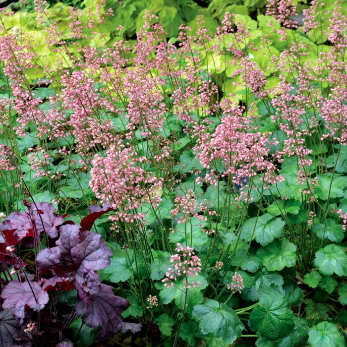 HEUCHERA Peppermint - Image 4