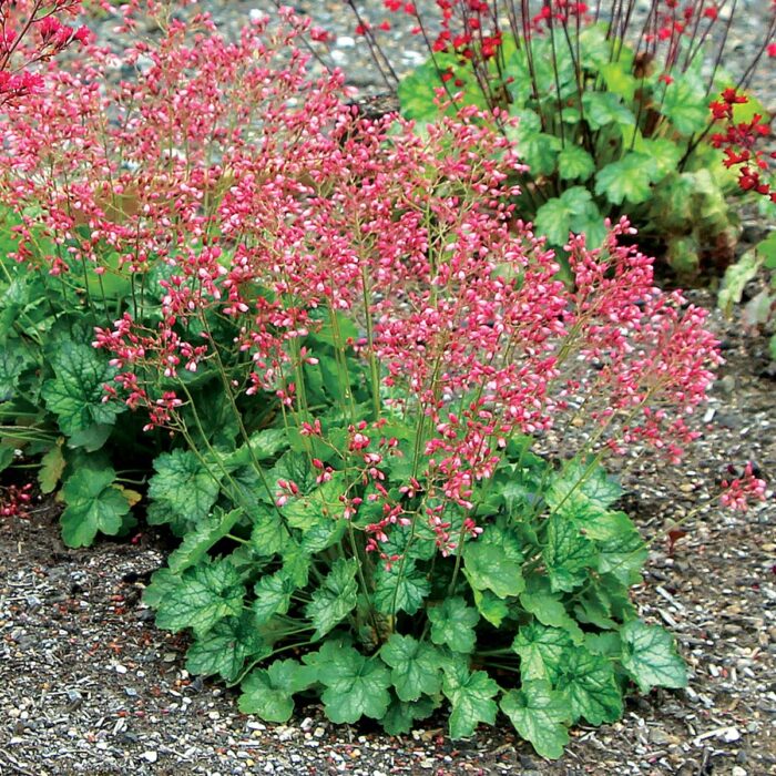 HEUCHERA Peppermint - Image 5
