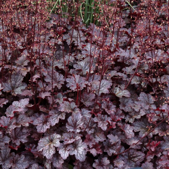 HEUCHERA Plum Pudding - Image 3