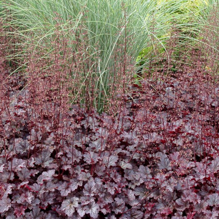 HEUCHERA Plum Pudding - Image 2