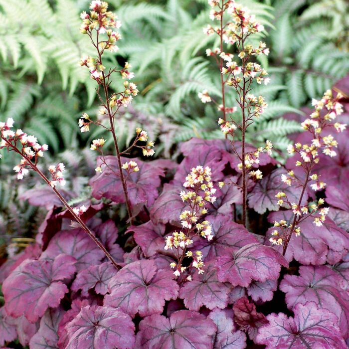 HEUCHERA Plum Royale - Image 2