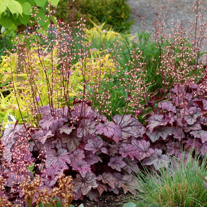 HEUCHERA Plum Royale - Image 3