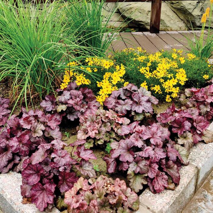 HEUCHERA Plum Royale - Image 4