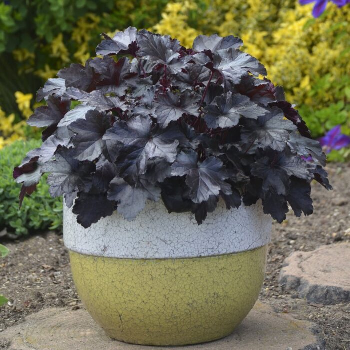 HEUCHERA Primo Black Pearl - Image 2