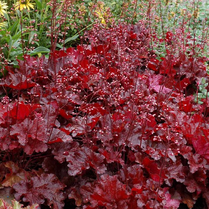 HEUCHERA Red Fury - Image 2