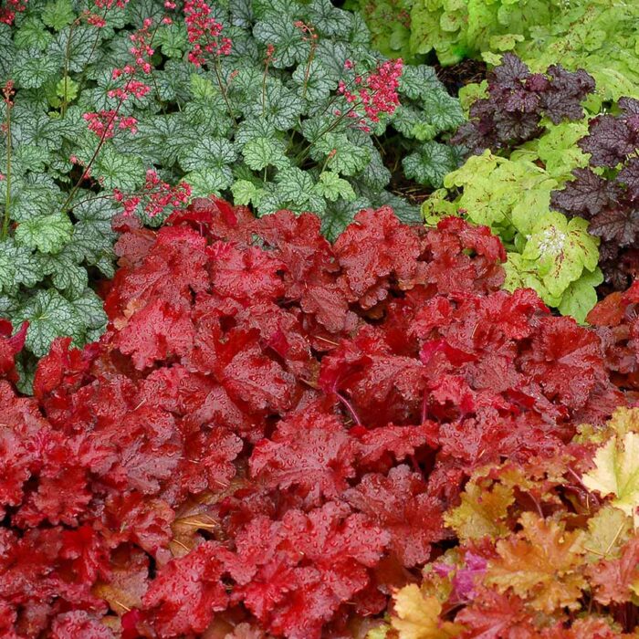 HEUCHERA Red Fury - Image 3