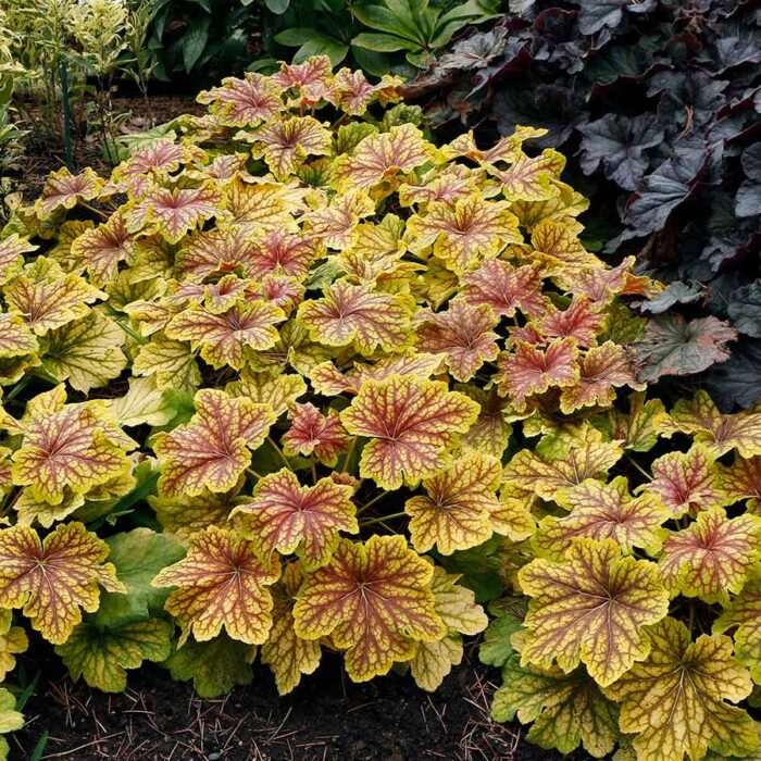 HEUCHERA Red Lightning - Image 2