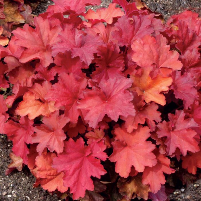 HEUCHERA Rio - Image 2