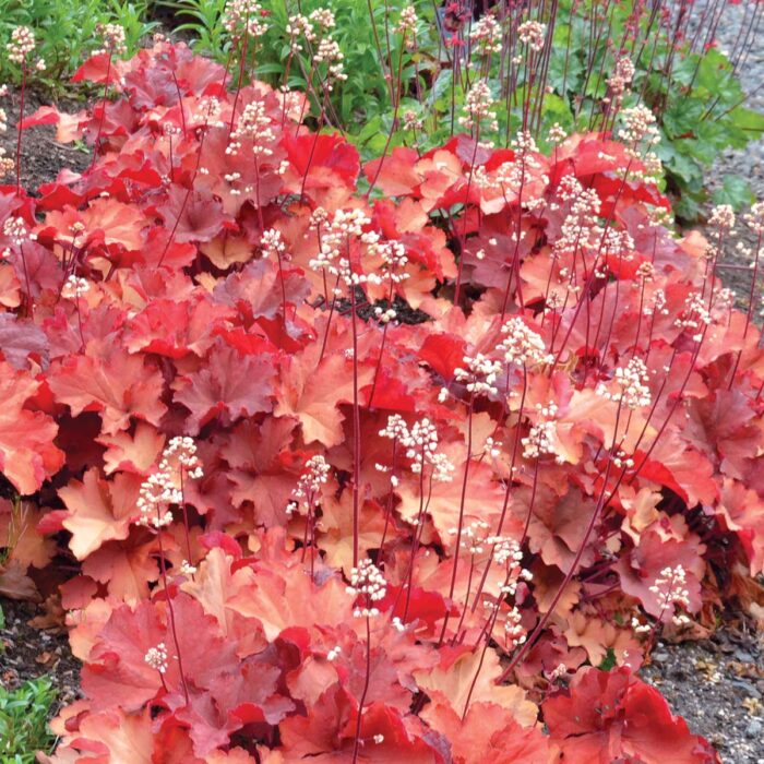 HEUCHERA Rio - Image 3