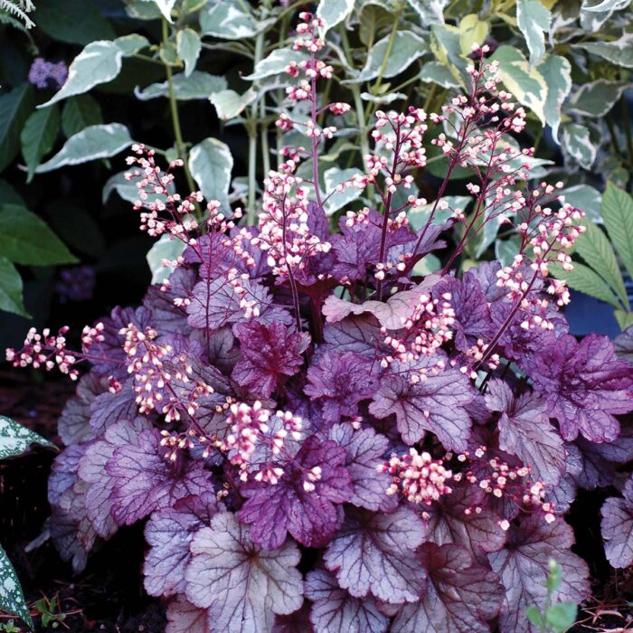 HEUCHERA Shanghai - Image 4