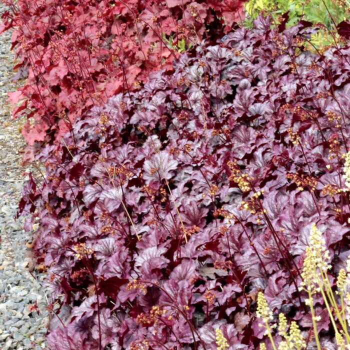 HEUCHERA Shanghai - Image 3
