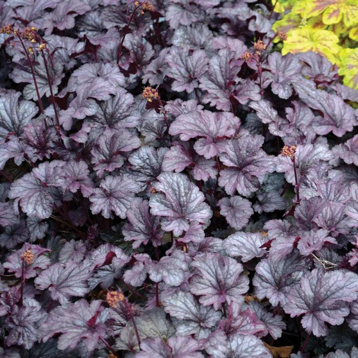 HEUCHERA Shanghai - Image 2