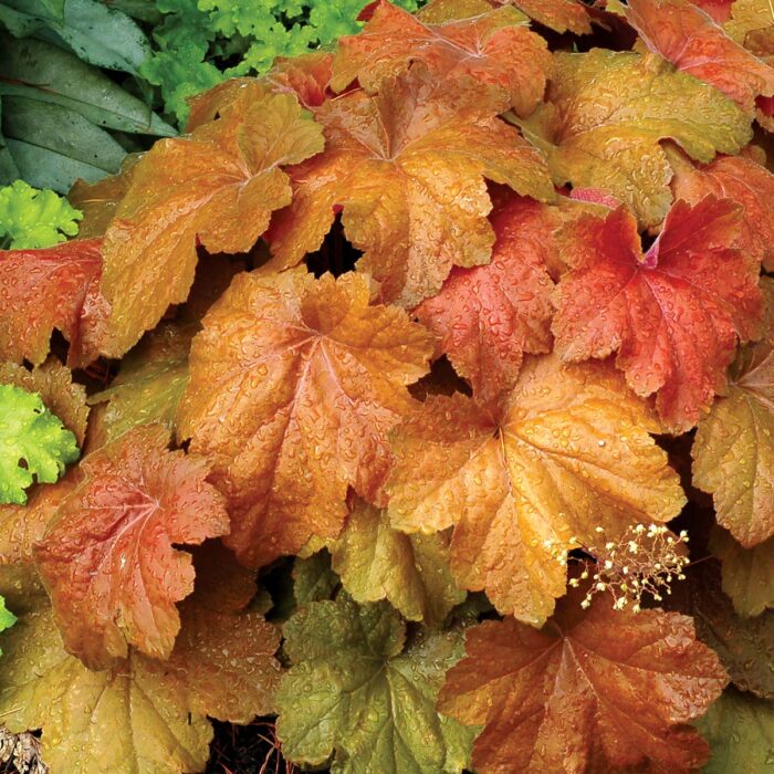 HEUCHERA Southern Comfort - Image 3
