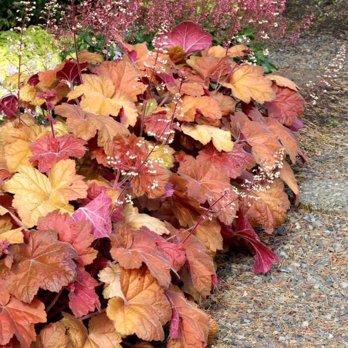 HEUCHERA Southern Comfort - Image 2