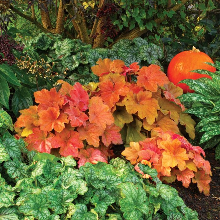 HEUCHERA Southern Comfort - Image 4