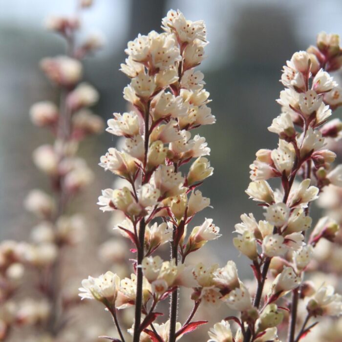 HEUCHERA Sugar Frosting - Image 2