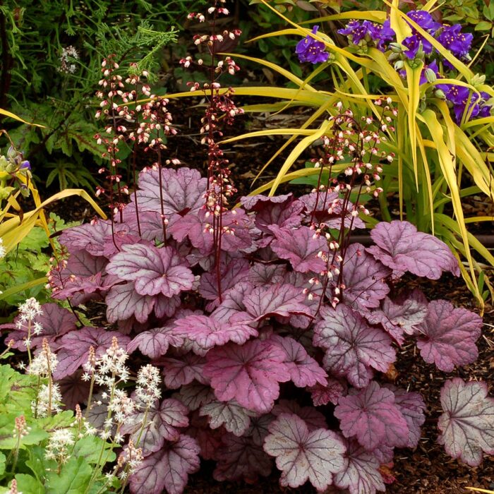 HEUCHERA Sugar Plum - Image 5