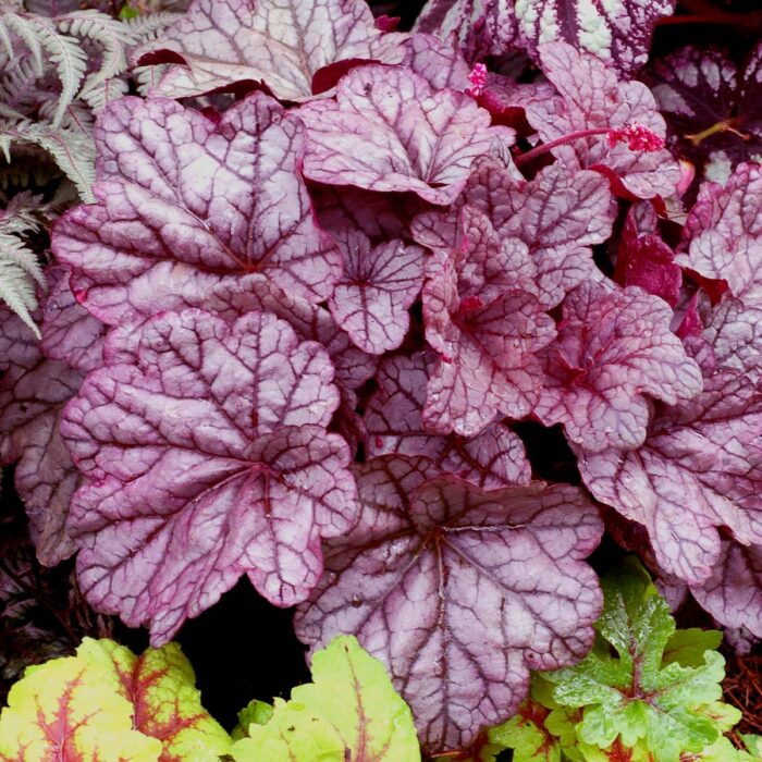 HEUCHERA Sugar Plum - Image 4