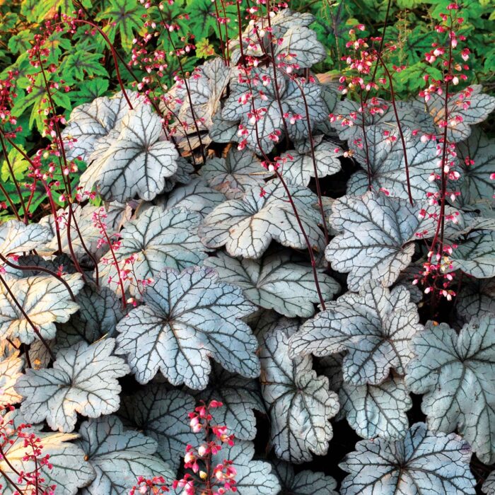 HEUCHERA Sugar Plum - Image 2