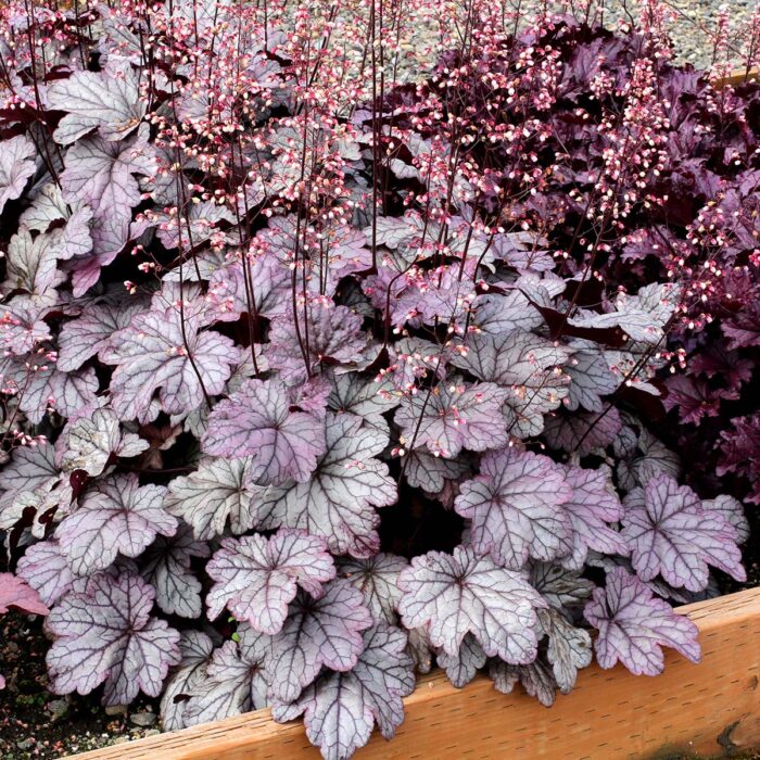 HEUCHERA Sugar Plum - Image 3