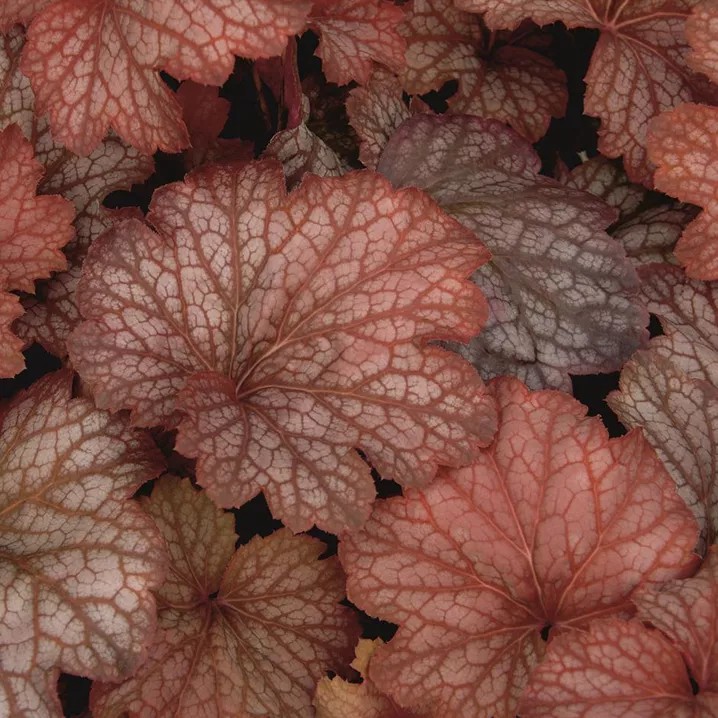 HEUCHERASWEETPRINCESSPL.jpg
