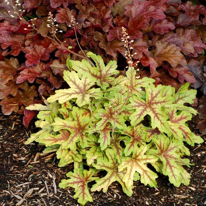 HEUCHERELLA Alabama Sunrise - Image 4