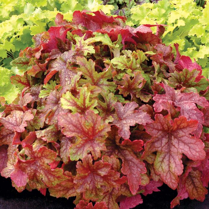 HEUCHERELLA Alabama Sunrise - Image 3