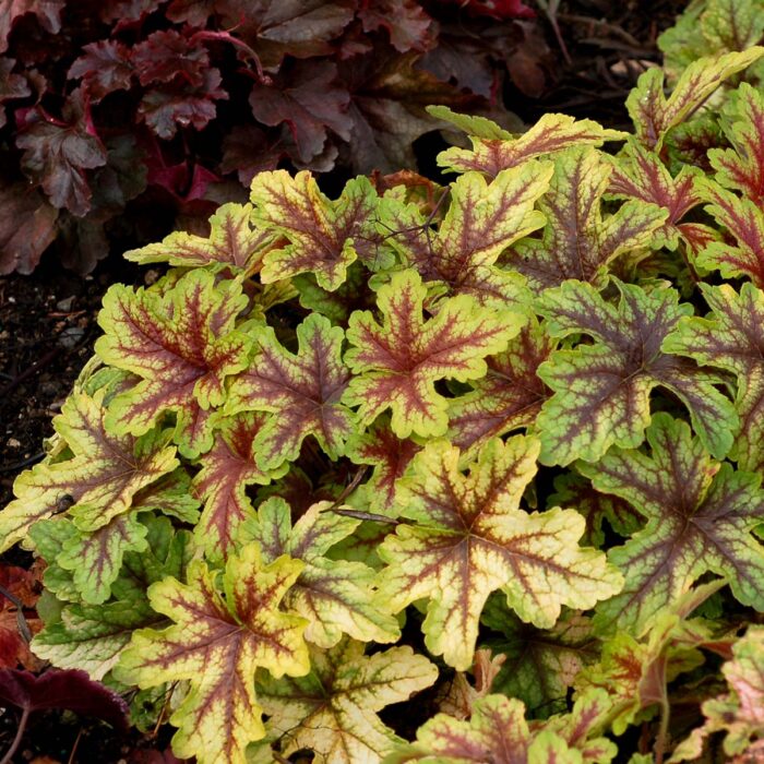 HEUCHERELLA Alabama Sunrise - Image 2
