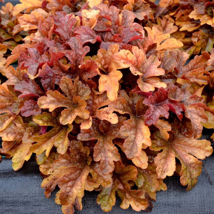 HEUCHERELLA Buttered Rum - Image 2