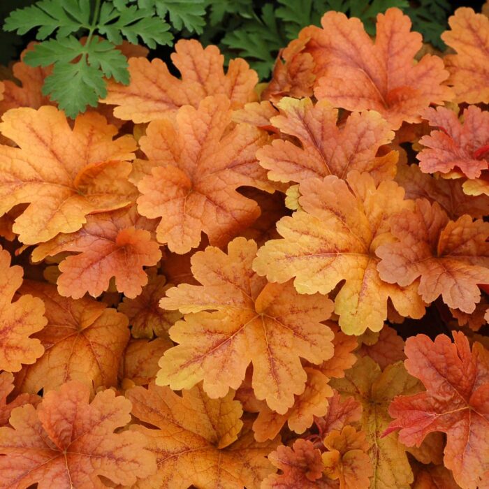HEUCHERELLA Buttered Rum - Image 3