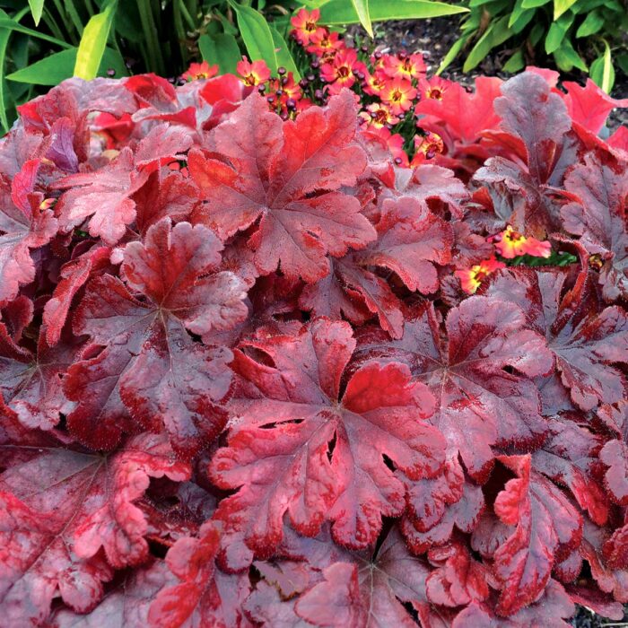 HEUCHERELLA Buttered Rum - Image 4