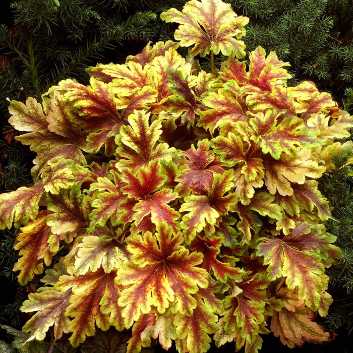 HEUCHERELLA Gold Zebra - Image 2